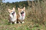 CORGI PEMBROKE 326
